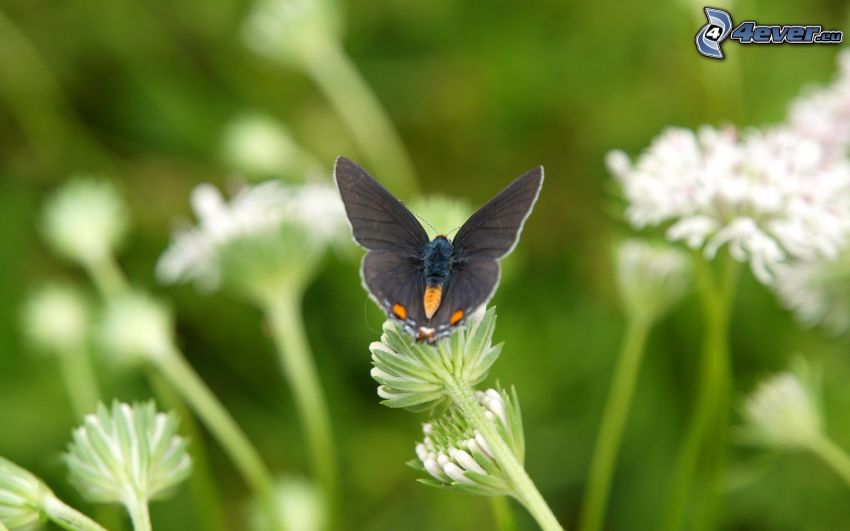 papillon noir, fleur blanche