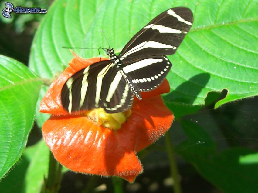 papillon noir, fleur orange