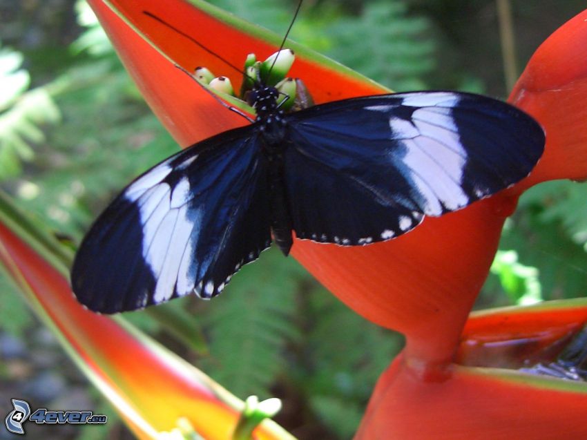 papillon noir, fleur rouge