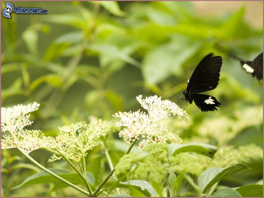 papillon noir, fleurs
