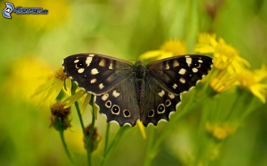 papillon noir, fleurs jaunes, macro