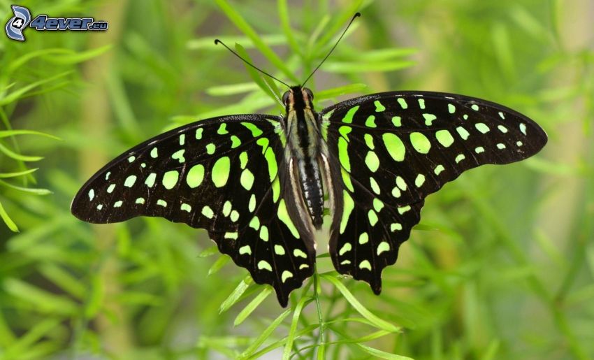 papillon noir, macro