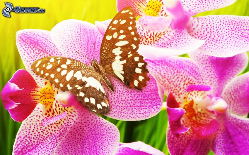 papillon noir, orchidées
