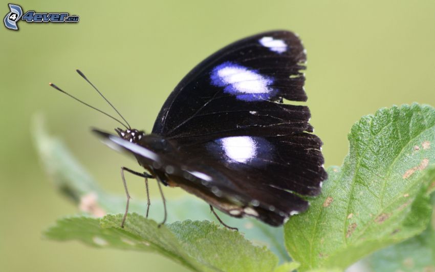 papillon noir, plante