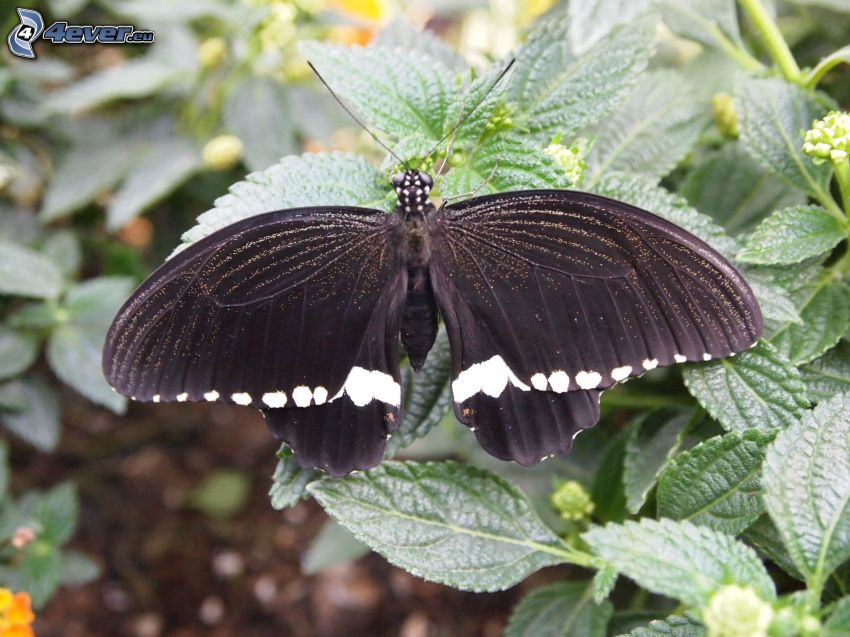 papillon noir, plantes