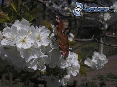 papillon Paon, cerise, fleur blanche