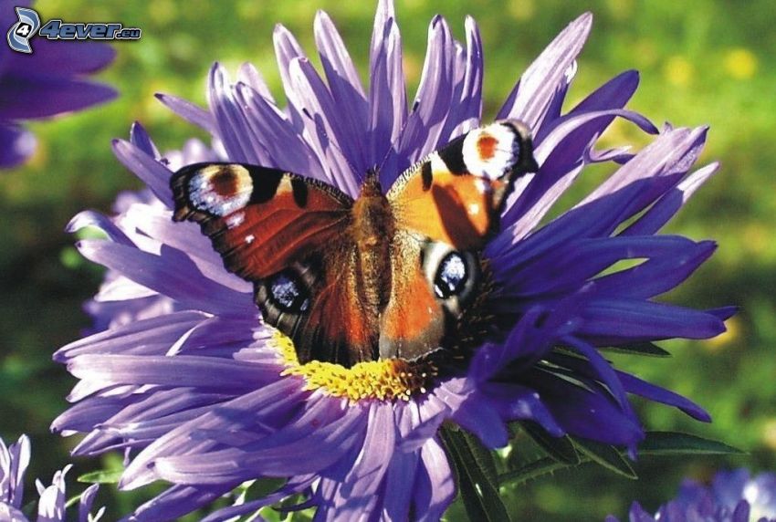 papillon Paon, fleur violette