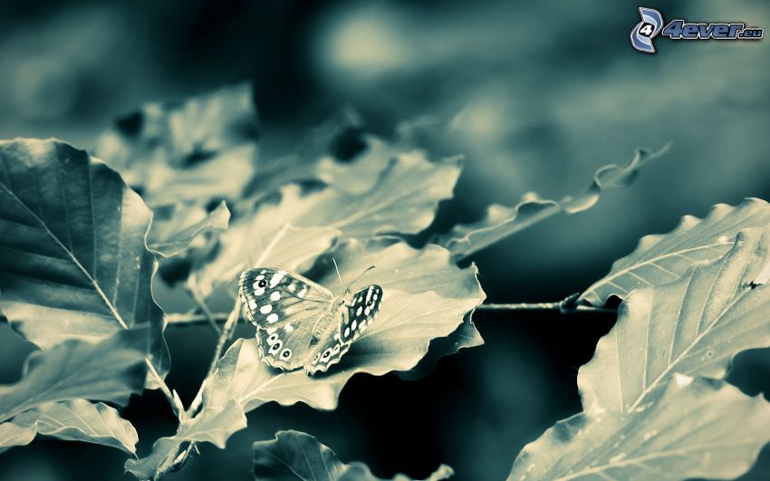 papillon sur feuilles