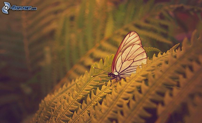 papillon sur feuilles
