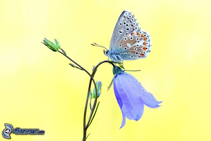 papillon sur fleur, cloches anglais de pourpre