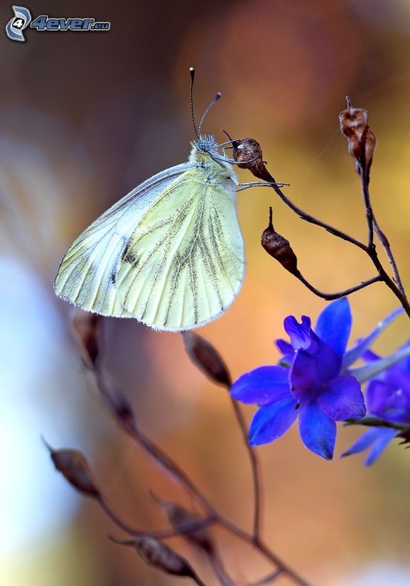 papillon sur fleur, fleur bleue