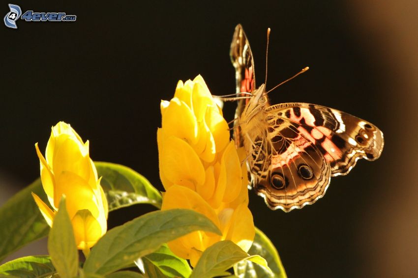 papillon sur fleur, fleur jaune, macro