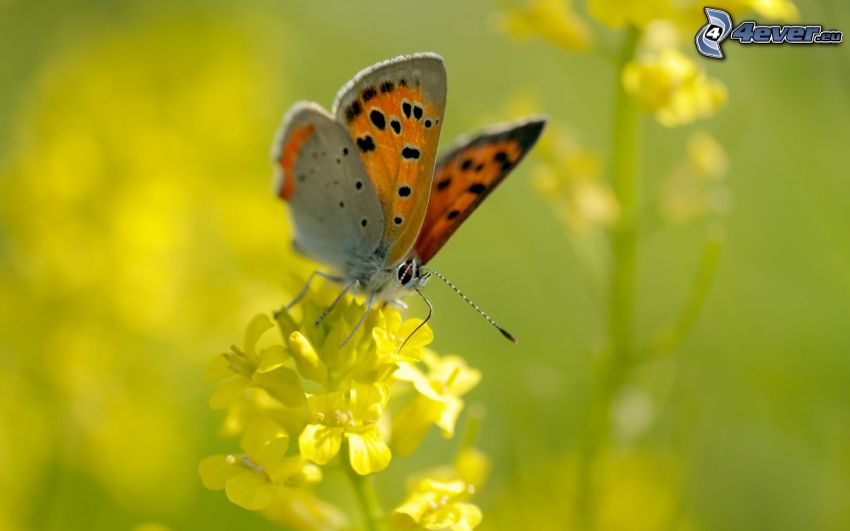 papillon sur fleur, fleur jaune, macro