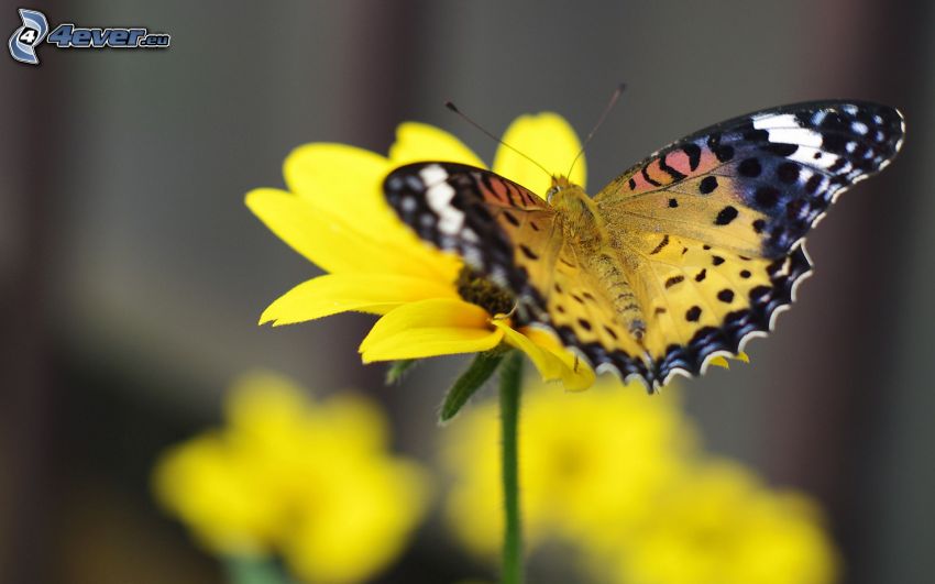 papillon sur fleur, fleur jaune