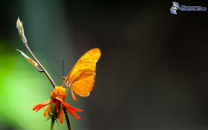 papillon sur fleur, fleur orange