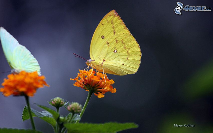 papillon sur fleur, fleur orange