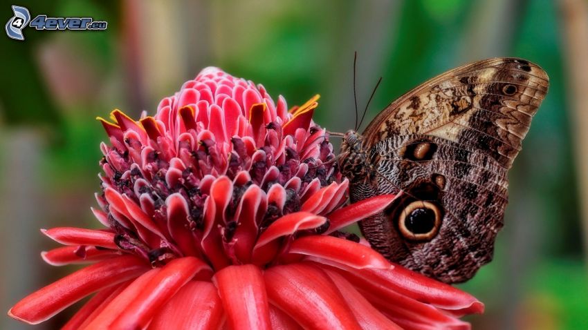 papillon sur fleur, fleur rouge, macro