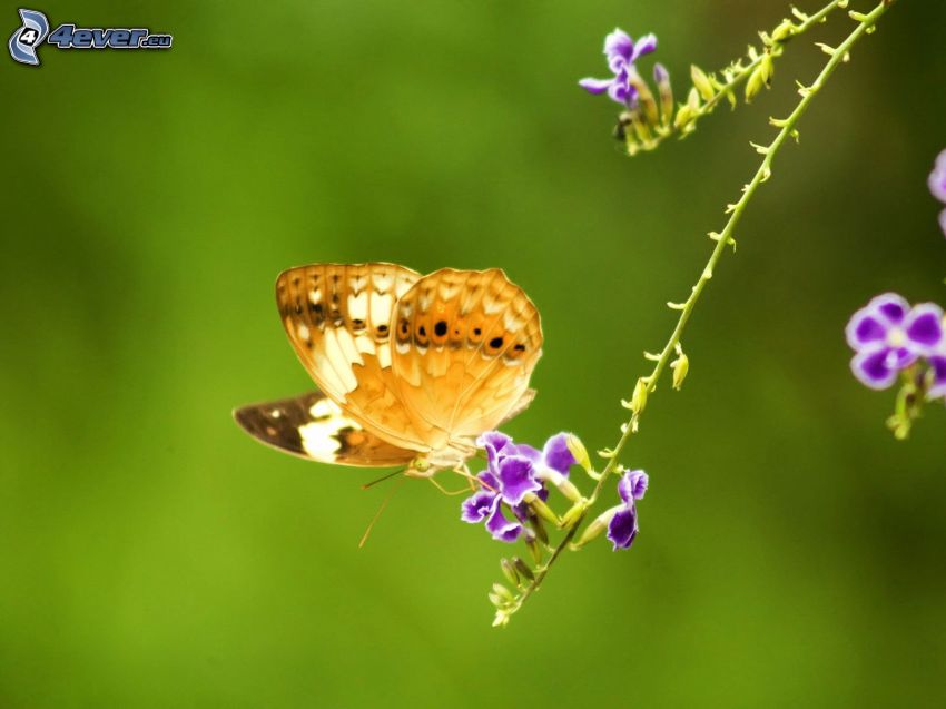 papillon sur fleur, fleur violette