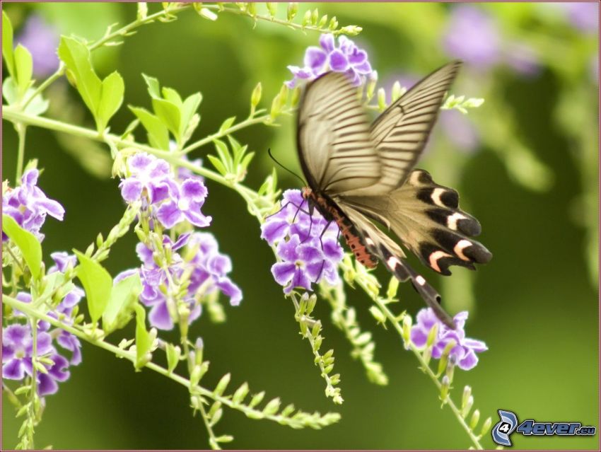 papillon sur fleur, fleur violette