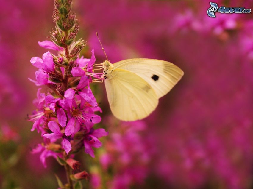 papillon sur fleur, fleur violette