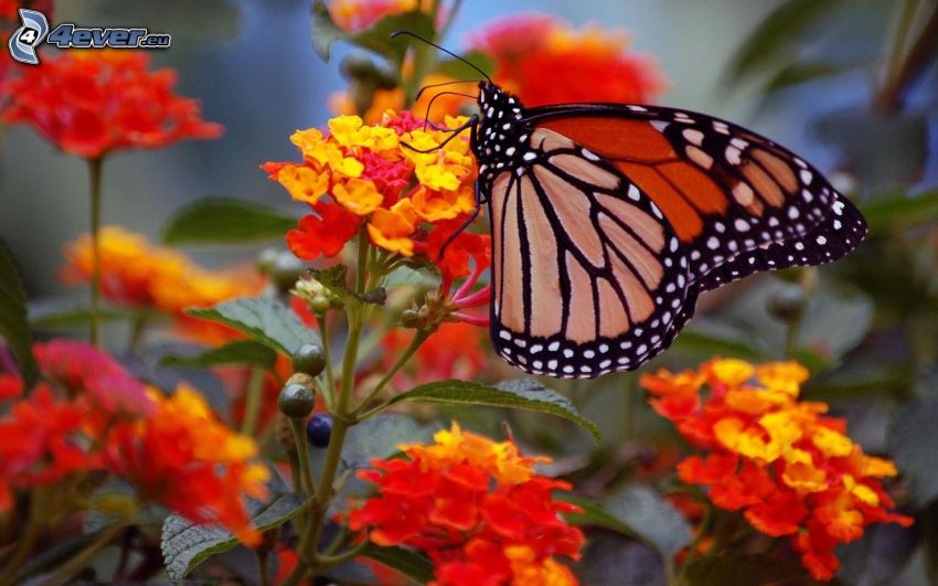 papillon sur fleur, fleurs oranges