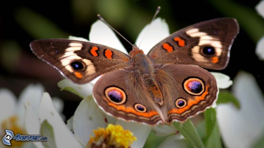 papillon sur fleur, macro