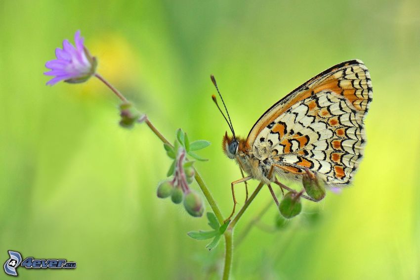 papillon sur fleur, macro