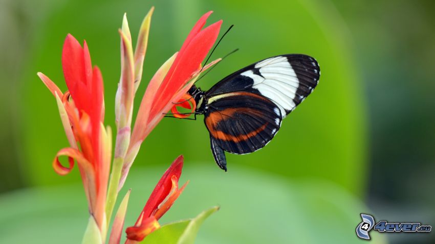 papillon sur fleur, macro
