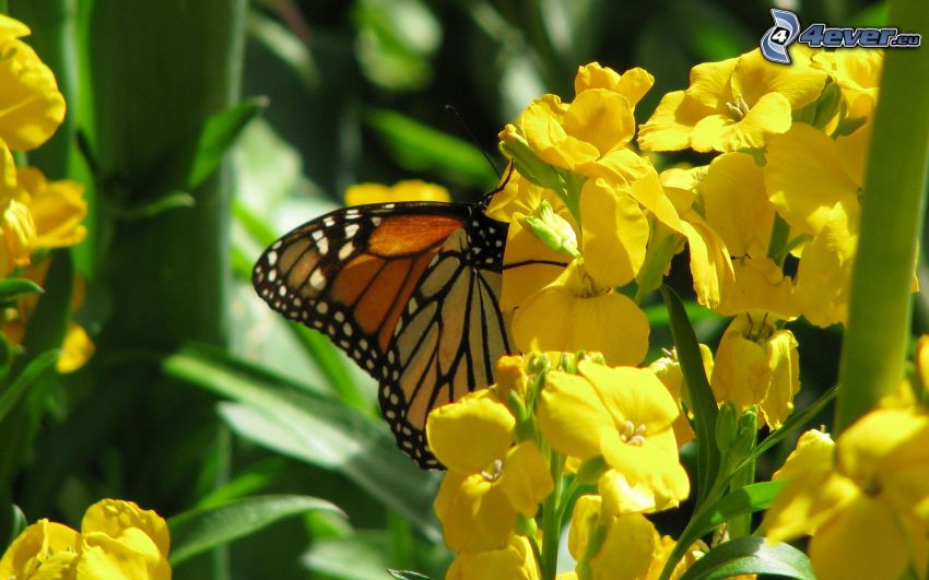 papillon sur fleur, nature, vert, insectes