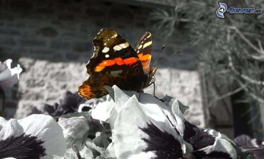 papillon sur fleur, Photoshop