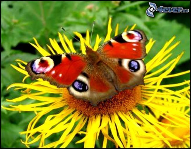papillon sur fleur