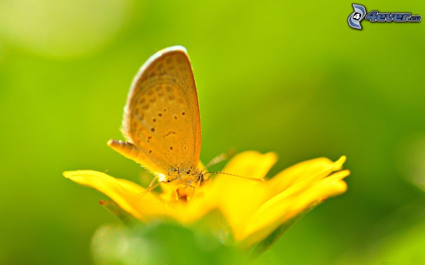 papillon sur fleur