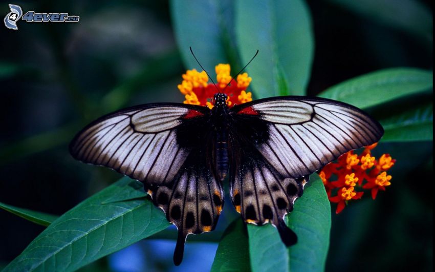 papillon sur fleur