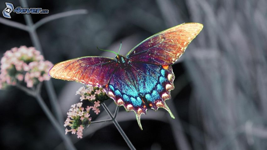 papillons coloré