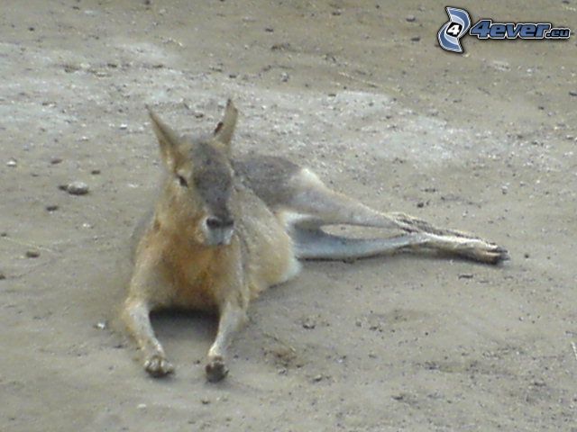kangourou, animal