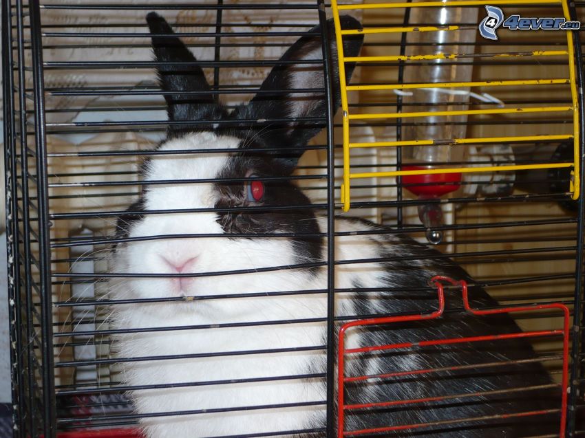 lapin, cage