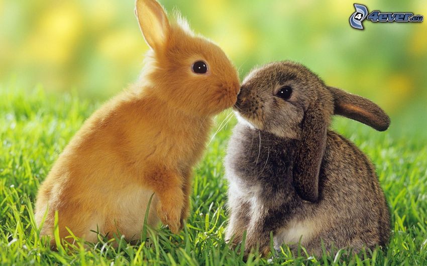 lapins, baiser