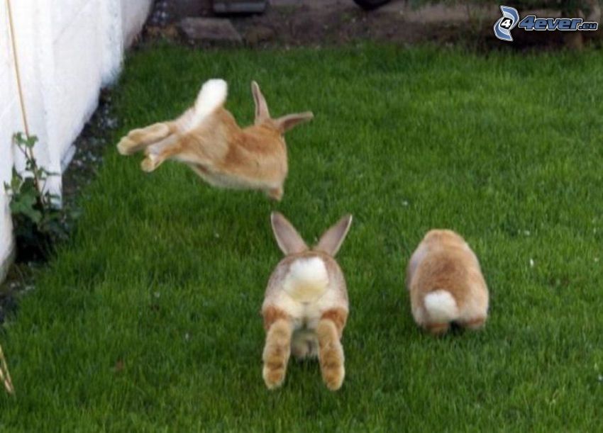lapins, saut, l'herbe