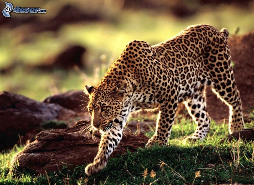 léopard, rochers