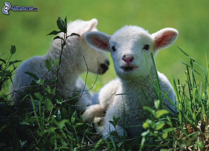 les agneaux, moutons, l'herbe