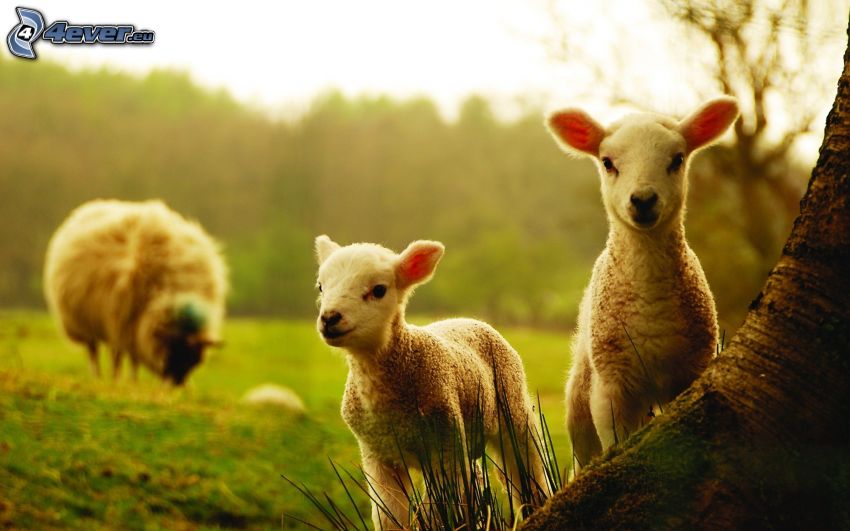 les agneaux, moutons