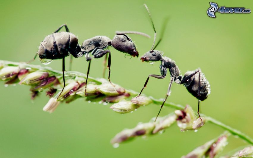 les fourmis, tige d'herbe