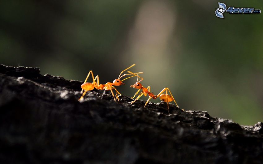 les fourmis
