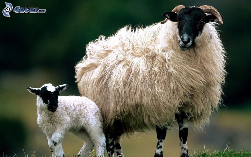moutons, agneau
