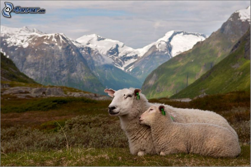 moutons, montagnes enneigées
