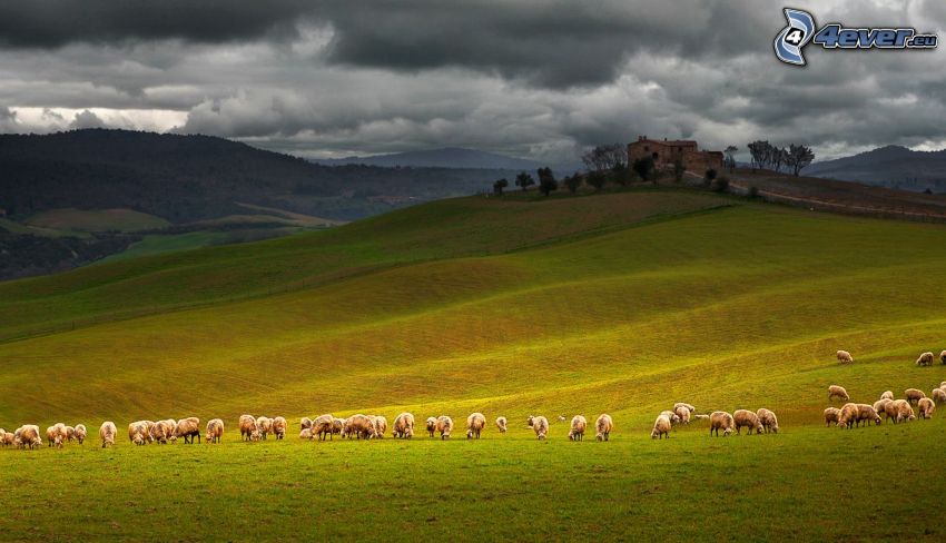 moutons, prairie, collines, nuages, maison sur la colline