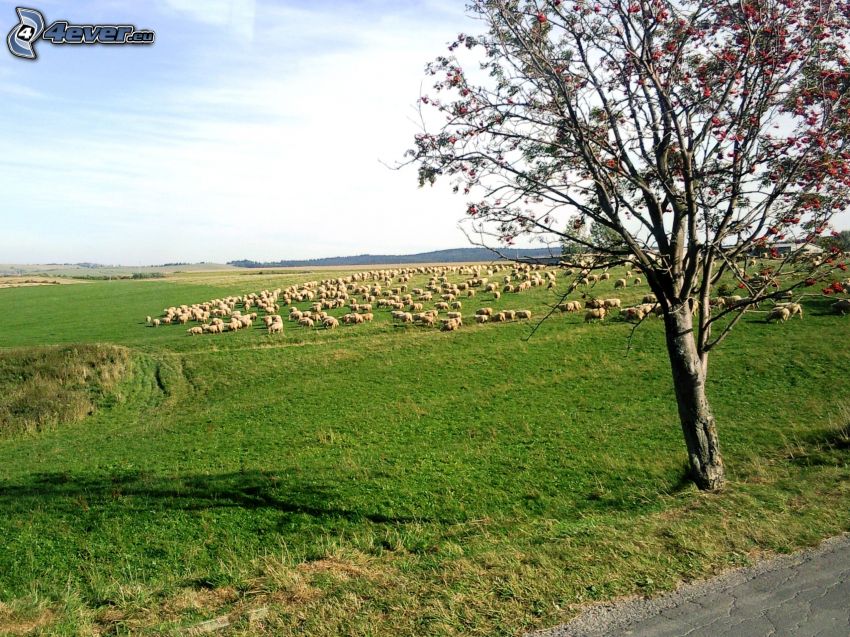 moutons, prairie verte