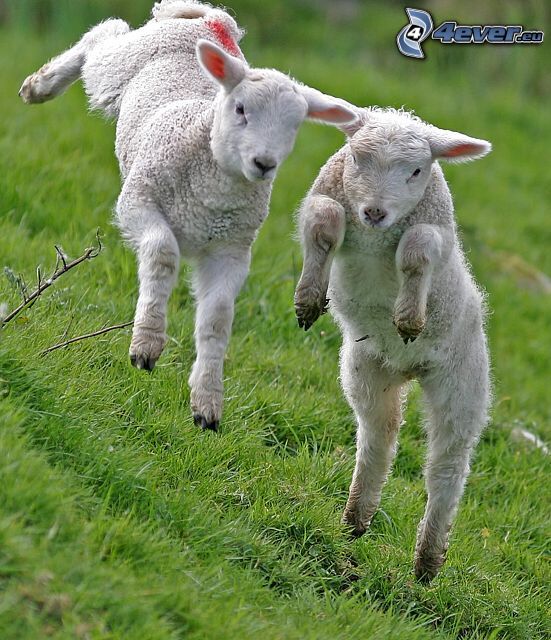 moutons, saut