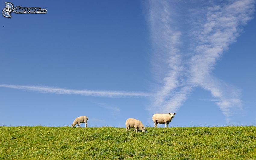 moutons, traînée de condensation
