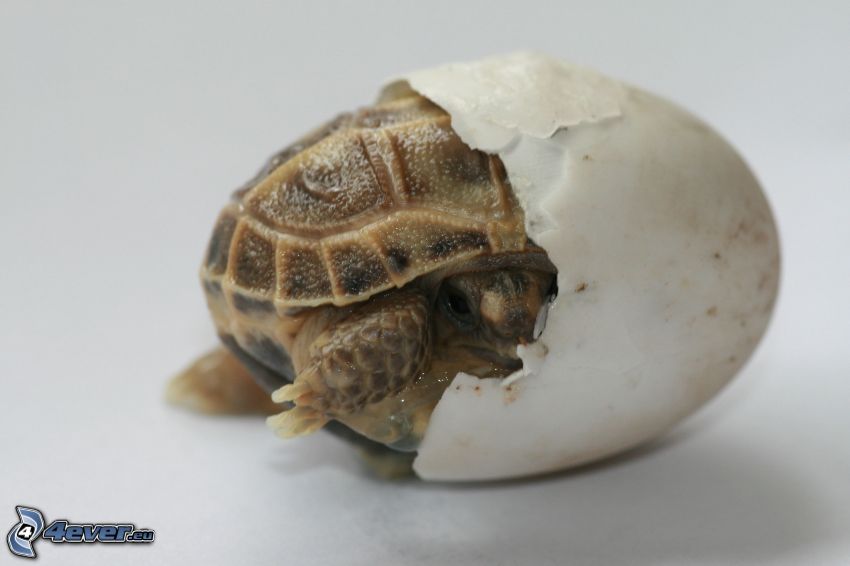 naissance de tortue
